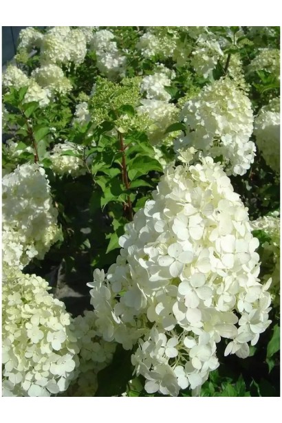 Гортензия Меджикал Кэндл белые цветы в начале цветения